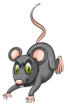 rat